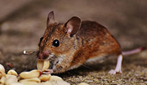 Find Exterminators in Laporte County